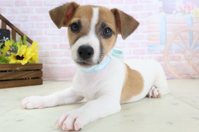 大分県のジャックラッセルテリア (Coo&RIKU大分店/2026年3月22日生まれ/男の子/タンホワイト)の子犬の3枚目の画像