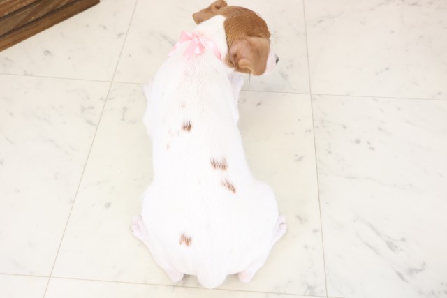 福岡県のジャックラッセルテリア (Coo&RIKU黒崎店/2026年3月13日生まれ/女の子/タンホワイト)の子犬の4枚目の画像