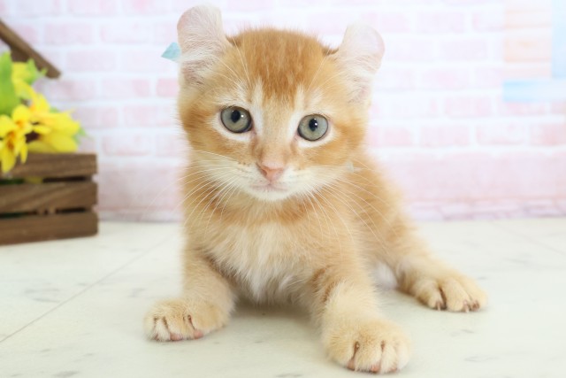 アメリカンカールの子猫（オス♂） 霧島店｜ペットショップCoo＆RIKU