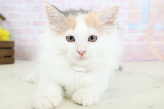 ノルウェージャン・フォレストキャット