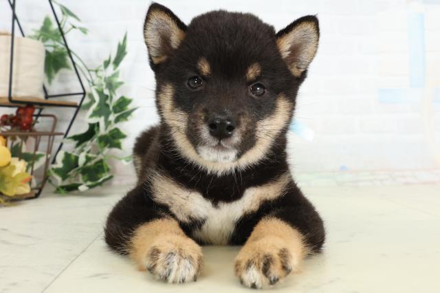 長崎県の豆柴 (Coo&RIKU長崎佐世保店/2026年3月23日生まれ/男の子/黒)の子犬の1枚目の画像