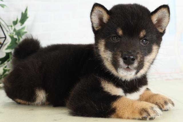 長崎県の豆柴 (Coo&RIKU長崎佐世保店/2026年3月23日生まれ/男の子/黒)の子犬の2枚目の画像