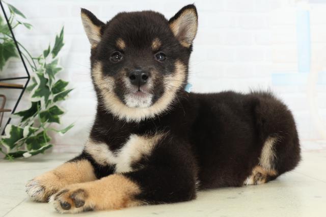 長崎県の豆柴 (Coo&RIKU長崎佐世保店/2026年3月23日生まれ/男の子/黒)の子犬の3枚目の画像
