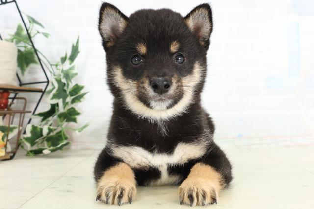 福岡県の豆柴 (Coo&RIKU福岡西店/2026年3月23日生まれ/男の子/黒)の子犬の1枚目の画像