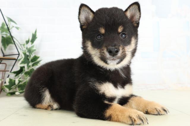 福岡県の豆柴 (Coo&RIKU福岡西店/2026年3月23日生まれ/男の子/黒)の子犬の2枚目の画像