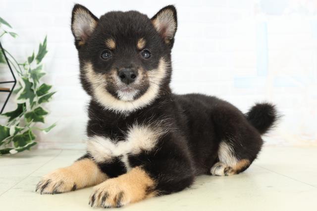 福岡県の豆柴 (Coo&RIKU福岡西店/2026年3月23日生まれ/男の子/黒)の子犬の3枚目の画像
