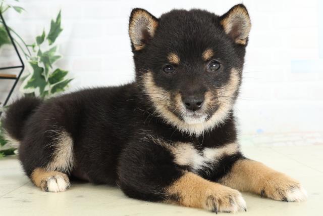 鹿児島県の豆柴 (Coo&RIKU鹿児島店/2026年3月23日生まれ/男の子/黒)の子犬の2枚目の画像