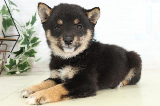 鹿児島県の豆柴 (Coo&RIKU鹿児島店/2026年3月23日生まれ/男の子/黒)の子犬の3枚目の画像