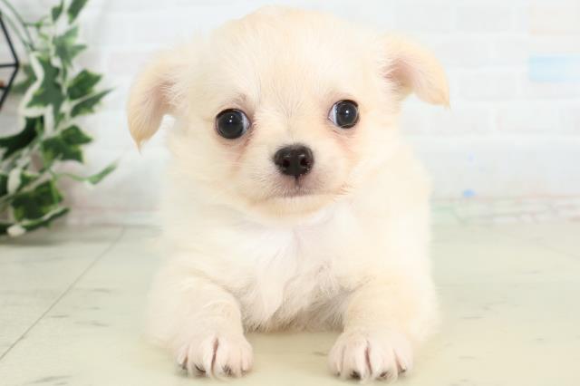 佐賀県のチワワ(ロング) (Coo&RIKU佐賀神埼店/2026年3月23日生まれ/男の子/クリームホワイト)の子犬の1枚目の画像
