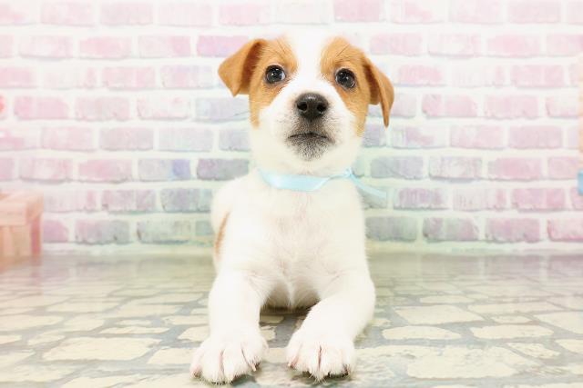 埼玉県のジャックラッセルテリア (Coo&RIKU春日部店/2026年3月8日生まれ/男の子/ホワイトタン)の子犬の1枚目の画像