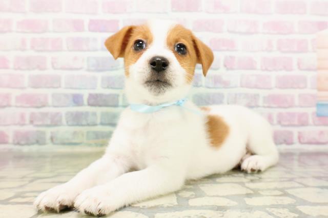 埼玉県のジャックラッセルテリア (Coo&RIKU春日部店/2026年3月8日生まれ/男の子/ホワイトタン)の子犬の2枚目の画像