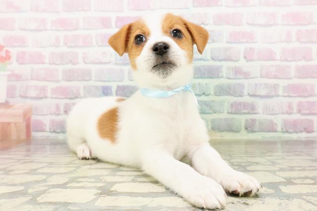 埼玉県のジャックラッセルテリア (Coo&RIKU春日部店/2026年3月8日生まれ/男の子/ホワイトタン)の子犬の3枚目の画像