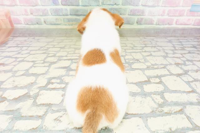 埼玉県のジャックラッセルテリア (Coo&RIKU春日部店/2026年3月8日生まれ/男の子/ホワイトタン)の子犬の4枚目の画像