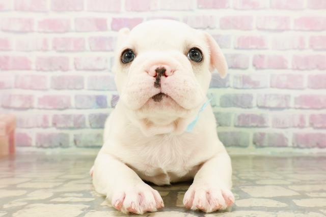 東京都のフレンチブルドッグ (Coo&RIKU足立本店/2026年3月24日生まれ/男の子/クリーム)の子犬