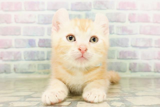 東京都のアメリカンカール (Coo&RIKU東久留米店/2026年3月2日生まれ/男の子/カメオタビー)の子猫