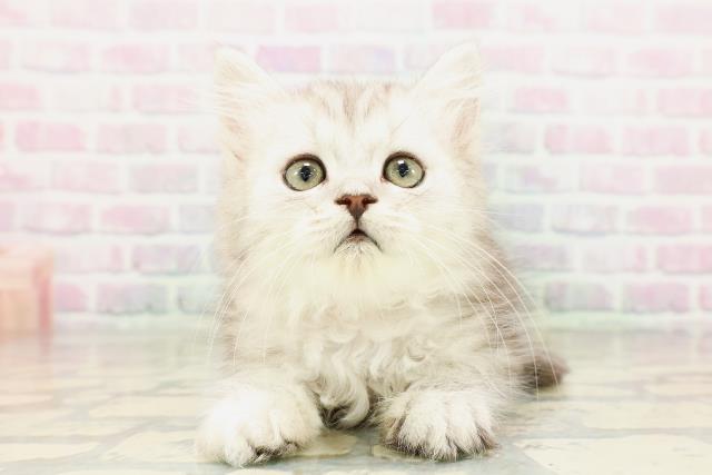 東京都のラガマフィン (Coo&RIKU武蔵小山店/2026年3月17日生まれ/女の子/シルバータビー)の子猫