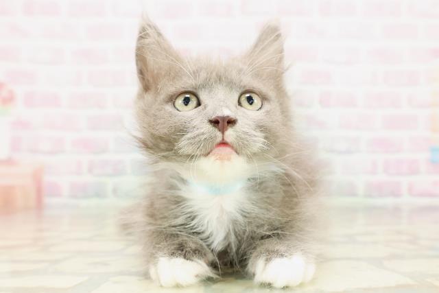 埼玉県のサイベリアン (Coo&RIKU川口戸塚店/2026年3月15日生まれ/男の子/ブルーホワイト)の子猫の1枚目の画像