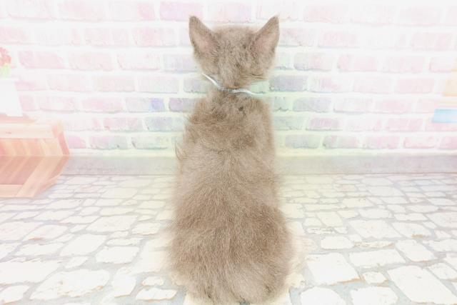 埼玉県のサイベリアン (Coo&RIKU川口戸塚店/2026年3月15日生まれ/男の子/ブルーホワイト)の子猫の4枚目の画像