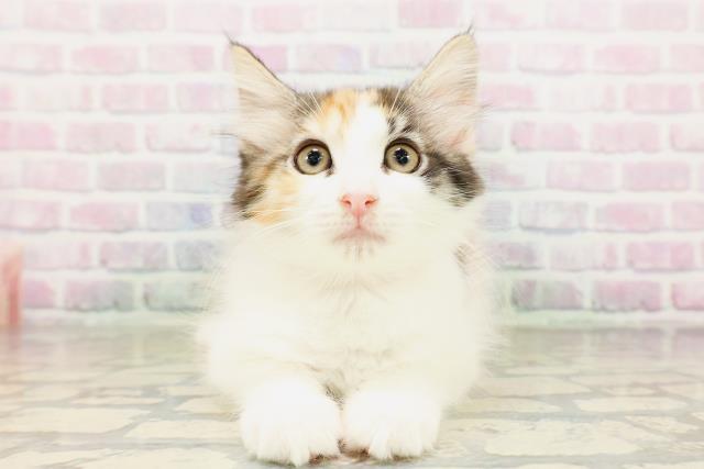 東京都のメインクーン (Coo&RIKU下北沢店/2026年3月12日生まれ/女の子/キャリコ)の子猫