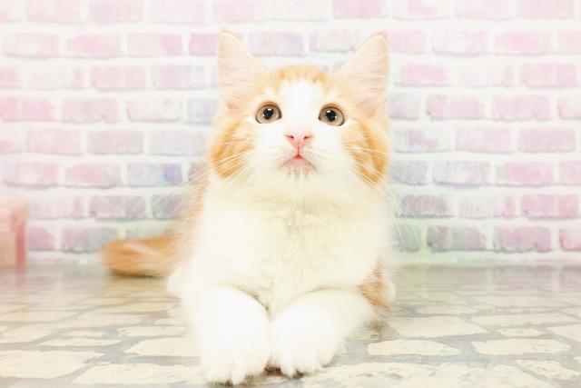 東京都のメインクーン (Coo&RIKU高円寺店/2026年3月12日生まれ/男の子/レッドタビーホワイト)の子猫