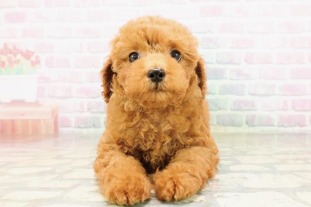 栃木県のトイプードル(トイ) (Coo&RIKUFKDインターパーク店/2026年3月24日生まれ/男の子/レッド)の子犬の1枚目の画像