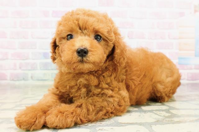 栃木県のトイプードル(トイ) (Coo&RIKUFKDインターパーク店/2026年3月24日生まれ/男の子/レッド)の子犬の2枚目の画像
