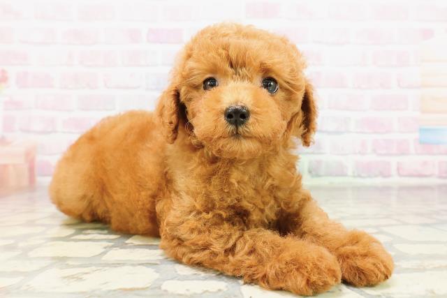 栃木県のトイプードル(トイ) (Coo&RIKUFKDインターパーク店/2026年3月24日生まれ/男の子/レッド)の子犬の3枚目の画像