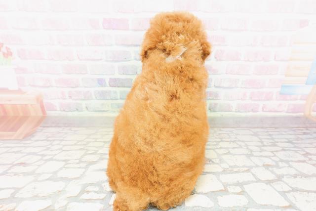 栃木県のトイプードル(トイ) (Coo&RIKUFKDインターパーク店/2026年3月24日生まれ/男の子/レッド)の子犬の4枚目の画像
