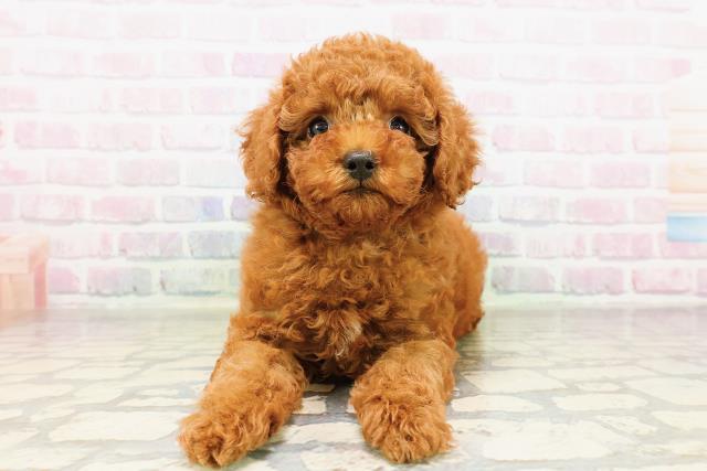 神奈川県のトイプードル(トイ) (Coo&RIKU横浜港南台店/2026年3月24日生まれ/男の子/レッド)の子犬の1枚目の画像
