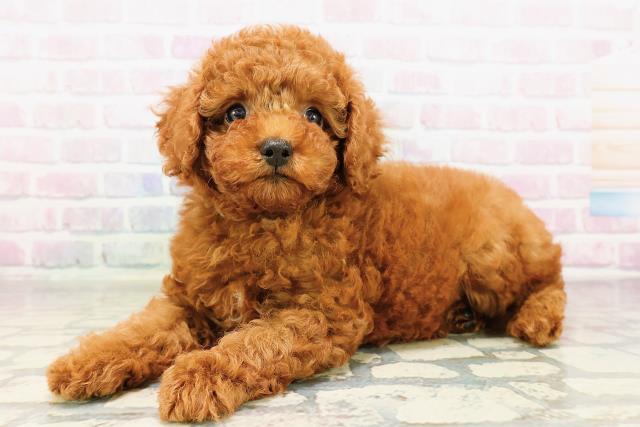 神奈川県のトイプードル(トイ) (Coo&RIKU横浜港南台店/2026年3月24日生まれ/男の子/レッド)の子犬の2枚目の画像