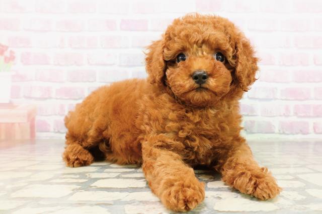 神奈川県のトイプードル(トイ) (Coo&RIKU横浜港南台店/2026年3月24日生まれ/男の子/レッド)の子犬の3枚目の画像