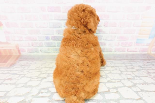 神奈川県のトイプードル(トイ) (Coo&RIKU横浜港南台店/2026年3月24日生まれ/男の子/レッド)の子犬の4枚目の画像