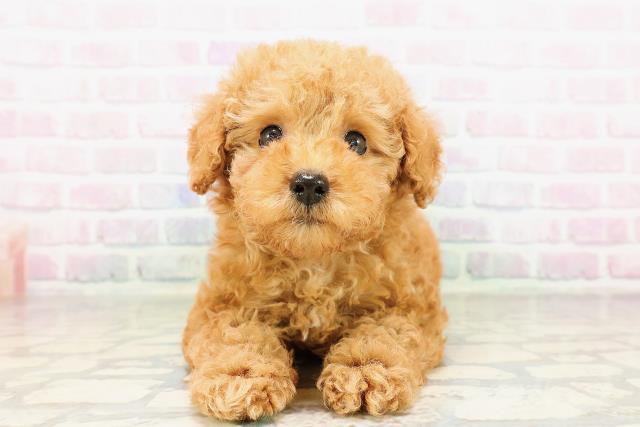 神奈川県のトイプードル(トイ) (Coo&RIKU秦野店/2026年3月24日生まれ/男の子/アプリコット)の子犬の1枚目の画像