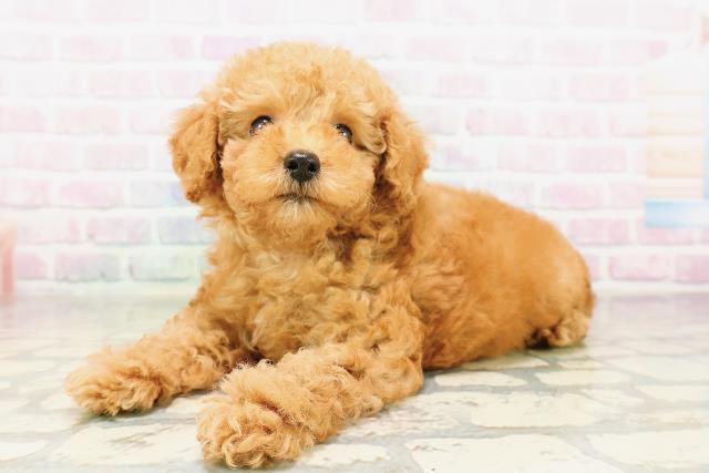 神奈川県のトイプードル(トイ) (Coo&RIKU秦野店/2026年3月24日生まれ/男の子/アプリコット)の子犬の2枚目の画像