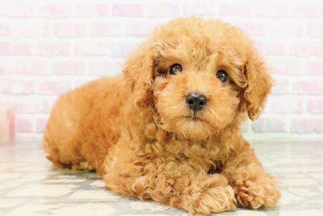神奈川県のトイプードル(トイ) (Coo&RIKU秦野店/2026年3月24日生まれ/男の子/アプリコット)の子犬の3枚目の画像