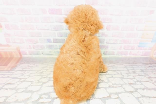 神奈川県のトイプードル(トイ) (Coo&RIKU秦野店/2026年3月24日生まれ/男の子/アプリコット)の子犬の4枚目の画像