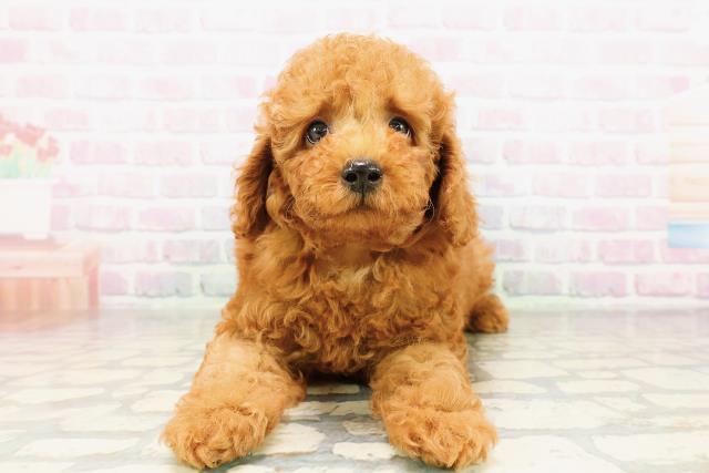 栃木県のトイプードル(トイ) (Coo&RIKU足利店/2026年3月24日生まれ/男の子/レッド)の子犬の1枚目の画像