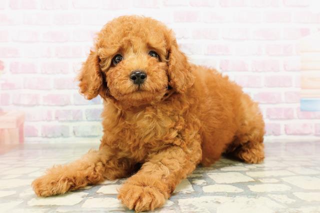 栃木県のトイプードル(トイ) (Coo&RIKU足利店/2026年3月24日生まれ/男の子/レッド)の子犬の2枚目の画像