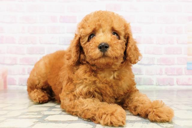 栃木県のトイプードル(トイ) (Coo&RIKU足利店/2026年3月24日生まれ/男の子/レッド)の子犬の3枚目の画像