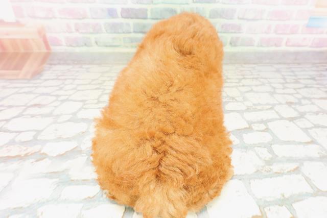 栃木県のトイプードル(トイ) (Coo&RIKU足利店/2026年3月24日生まれ/男の子/レッド)の子犬の4枚目の画像