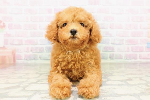 埼玉県のトイプードル(トイ) (Coo&RIKU川越店/2026年3月24日生まれ/女の子/アプリコット)の子犬の1枚目の画像