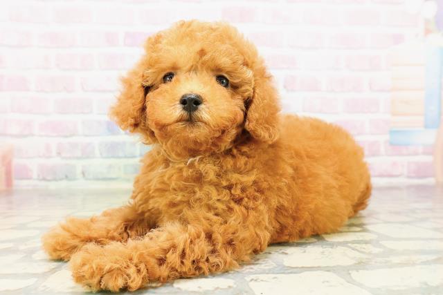 埼玉県のトイプードル(トイ) (Coo&RIKU川越店/2026年3月24日生まれ/女の子/アプリコット)の子犬の2枚目の画像