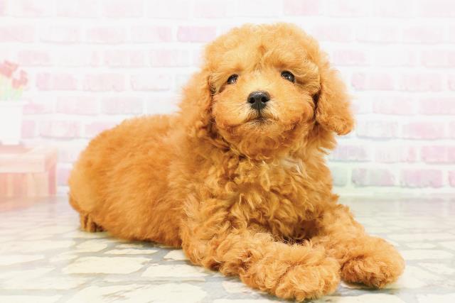 埼玉県のトイプードル(トイ) (Coo&RIKU川越店/2026年3月24日生まれ/女の子/アプリコット)の子犬の3枚目の画像