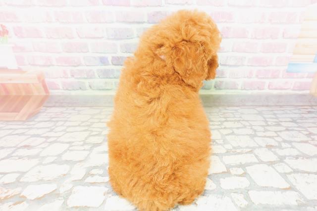 埼玉県のトイプードル(トイ) (Coo&RIKU川越店/2026年3月24日生まれ/女の子/アプリコット)の子犬の4枚目の画像