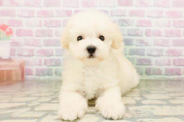 埼玉県のトイプードル(トイ) (Coo&RIKU川越店/2026年3月25日生まれ/男の子/クリーム)の子犬の1枚目の画像