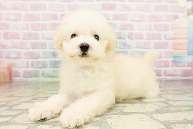 埼玉県のトイプードル(トイ) (Coo&RIKU川越店/2026年3月25日生まれ/男の子/クリーム)の子犬の2枚目の画像