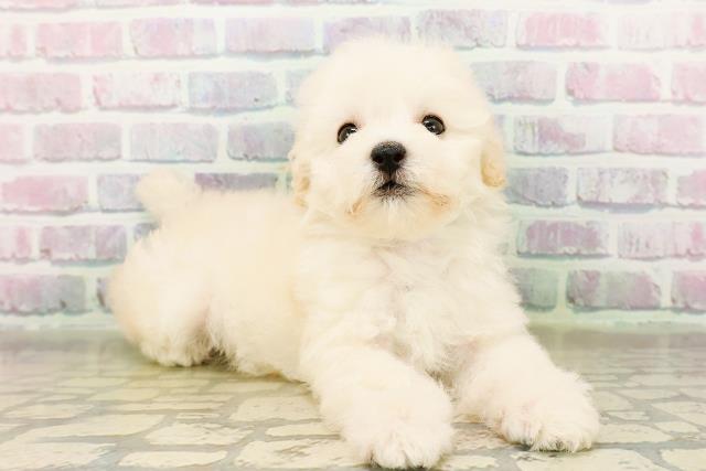 埼玉県のトイプードル(トイ) (Coo&RIKU川越店/2026年3月25日生まれ/男の子/クリーム)の子犬の3枚目の画像