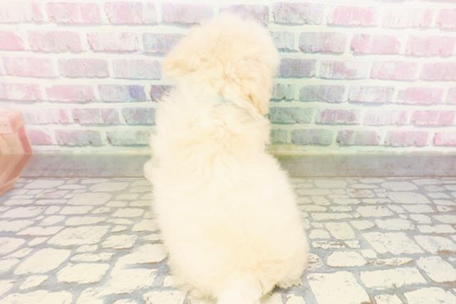 埼玉県のトイプードル(トイ) (Coo&RIKU川越店/2026年3月25日生まれ/男の子/クリーム)の子犬の4枚目の画像