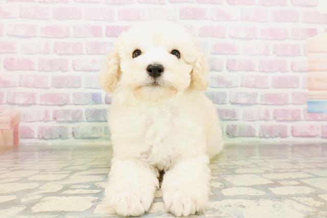 東京都のトイプードル(トイ) (Coo&RIKU足立本店/2026年3月25日生まれ/男の子/クリーム)の子犬の1枚目の画像