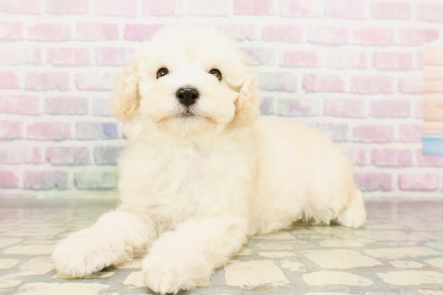 東京都のトイプードル(トイ) (Coo&RIKU足立本店/2026年3月25日生まれ/男の子/クリーム)の子犬の2枚目の画像